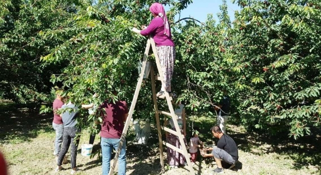 Kirazlı Sınırındaki Betonlaşma İyi Tarım İçin Tehdide Dönüştü!