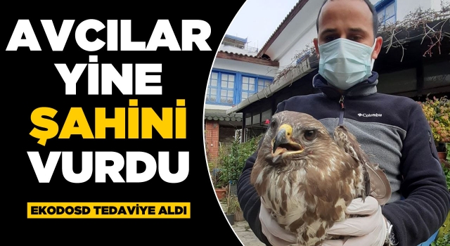 Avcılar Yine Şahin'i Vurdu Ekodosd Tedaviye Aldı