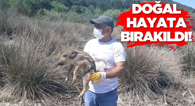 Kaybolan Yavru Domuzlar Doğal Yaşama Bırakıldı!