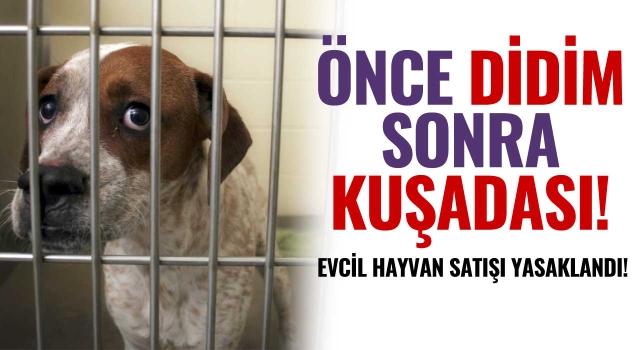 Kuşadası'nda Evcil Hayvan Satışı Yasaklandı!