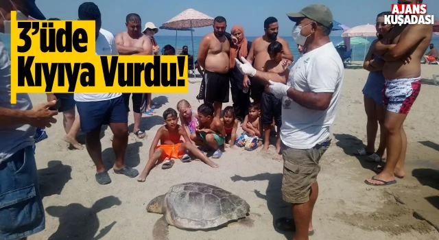 Kuşadası'nda Üç Deniz Kaplumbağası Kıyıya Vurdu!