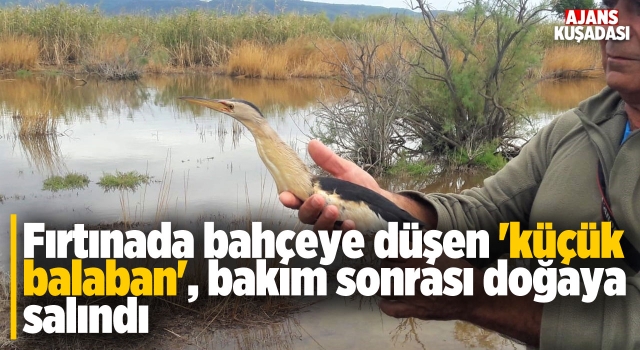 Fırtınaya Yakalanan Balaban Kuşu Doğaya Salındı