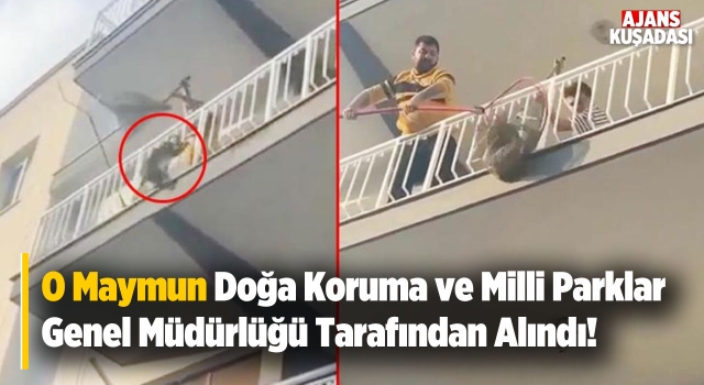 Ortalığı Karıştıran Maymun Koruma Altına Alındı!