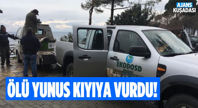 Kuşadası’nda Yunus Ölü Olarak Kıyıya Vurdu!