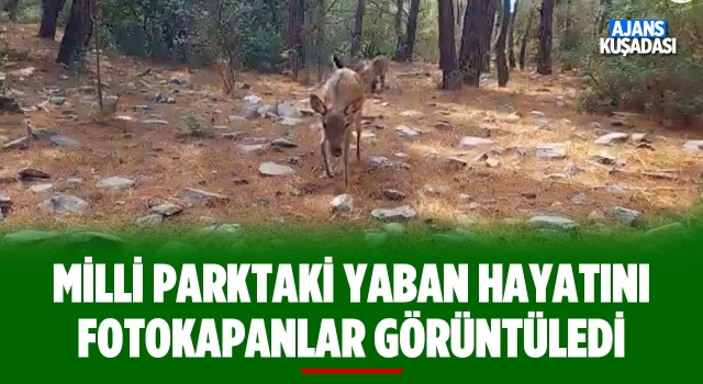 Milli Parktaki Yaban Hayvanlarını Fotokapan Görüntüledi