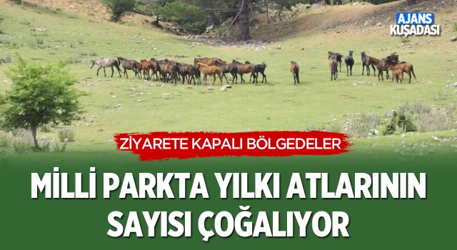 Milli Park'ta Yılkı Atlarının Sayısı Çoğalıyor