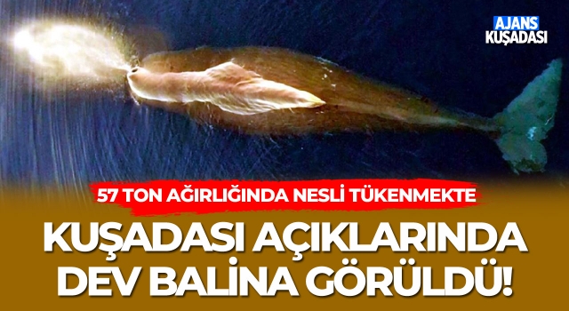 Kuşadası Açıklarında Dev Balina Görüldü!