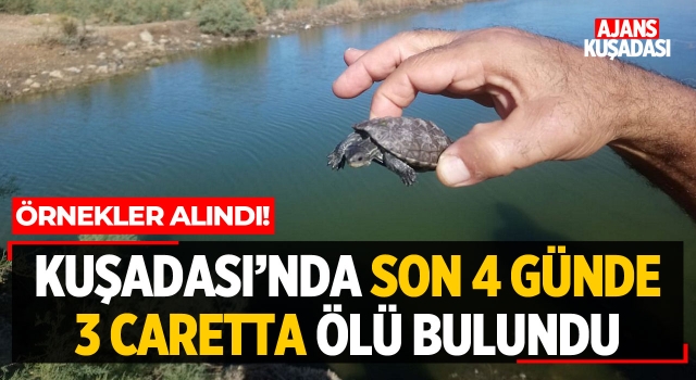 Kuşadası'nda 4 Günde 3 Caretta Ölü Bulundu!