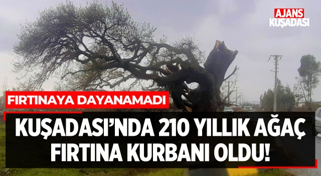 Kuşadası'nda 210 Yıllık Ağaç Fırtına Kurbanı Oldu!