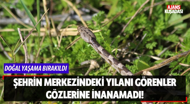 Şehir Merkezindeki Yılanı Görenler Gözlerine İnanamadı!