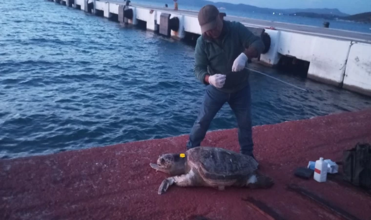 Caretta carettayı zıpkınla vurmuşlar