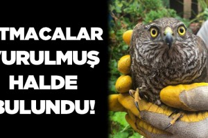 Atmacalar Vurulmuş Halde Bulundu!