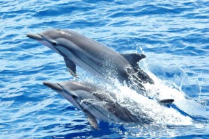 EKDOSD’dan Yunus Avına İzin İsteyen Bilim Adamına Tepki!