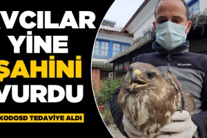 Avcılar Yine Şahin'i Vurdu Ekodosd Tedaviye Aldı