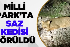 Kuşadası Milli Park'ta Saz Kedisi Görüldü