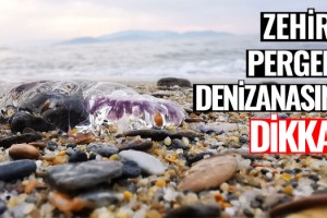 Kuşadası Kıyılarına Zehirli Ölü Denizanaları Vurdu!