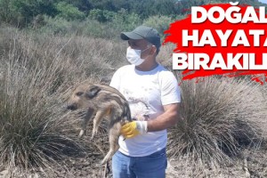 Kaybolan Yavru Domuzlar Doğal Yaşama Bırakıldı!