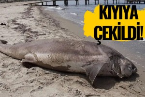 Kuşadası Sahilinde Köpek Balığı Bulundu!