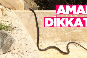 Kuşadası Sokaklarını Kara Yılanlar Bastı!