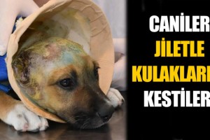 Yaralı Yavru Köpeğin İmdadına Haybulans Yetişti!