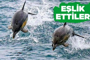 Yunuslar Güzel Görüntü Oluşturdu!