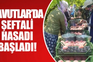 Davutlar Şeftalisi Üreticinin Yüzünü Güldürüyor