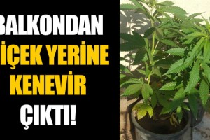 Kuşadası Polisinden Kenevir Baskını