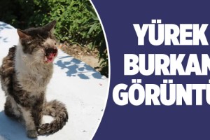 Yüz Kanseri Olan Kedi Yaşama Tutunmaya Çalışıyor!