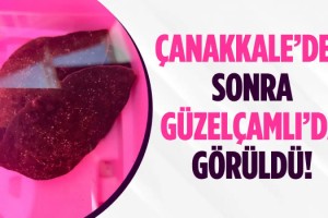 Kuşadası'nda Deniz Tavşanı Görüntülendi