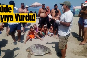 Kuşadası'nda Üç Deniz Kaplumbağası Kıyıya Vurdu!