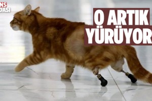 Pika Adlı Kedi İçin Özel Ayakkabı Tasarlandı