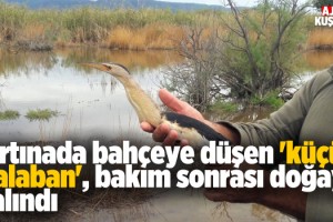 Fırtınaya Yakalanan Balaban Kuşu Doğaya Salındı
