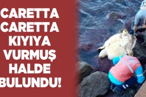 Kuşadası Sahilinde Ölü Caretta Caretta Bulundu!