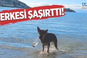Çevre Dostu Köpekten Örnek Davranış