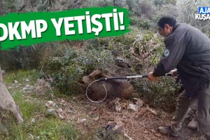 Kuşadası’nda Yaralı Domuz Kurtarıldı!