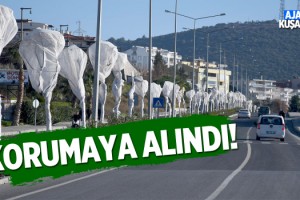 Kuşadası'nda Belediye'den Ağaçlara Özel Koruma