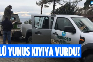 Kuşadası’nda Yunus Ölü Olarak Kıyıya Vurdu!