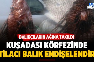 Kuşadası Körfezinde İstilacı Balığın Görülmesi Endişelendirdi