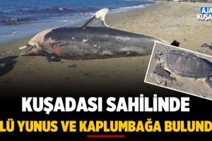 Kuşadası Sahilinde Ölü Yunus ve Kaplumbağa Bulundu!