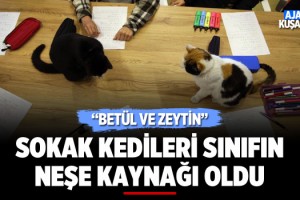 Sokak Kedileri Betül ve Zeytin Sınıfın Neşe Kaynağı Oldu
