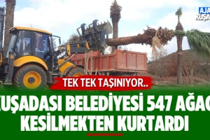 Kuşadası Belediyesi Kentteki 547 Ağacı Kurtardı