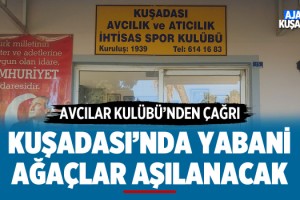 Kuşadası’nda Yabani Ağaçlar Aşılanacak