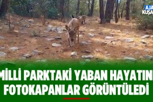 Milli Parktaki Yaban Hayvanlarını Fotokapan Görüntüledi