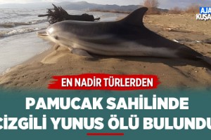 Pamucak Sahilinde Ölü Yunus Bulundu!