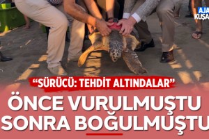 Caretta Caretta Önce Vurulmuştu, Sonra Boğulmuştu!
