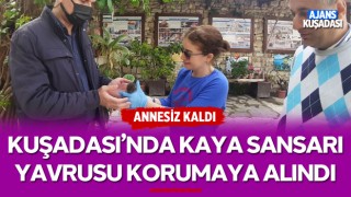 Kuşadası'nda Kaya Sansarı Yavrusu Korumaya Alındı