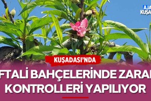 Kuşadası'nda Şeftali Bahçelerinde Zararlı Kontrolleri Yapılıyor