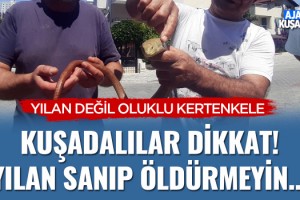 Kuşadalılar Dikkat Yılan Sanıp Öldürmeyin!