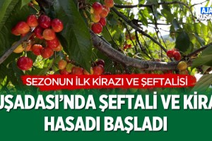 Kuşadası'nda Şeftali ve Kiraz Hasadı Başladı