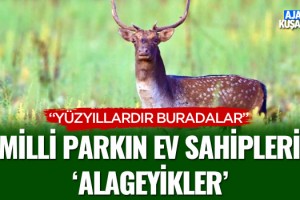 Milli Park'ın Ev Sahipleri; Alageyikler